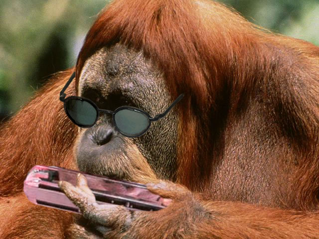 Blues orangutan