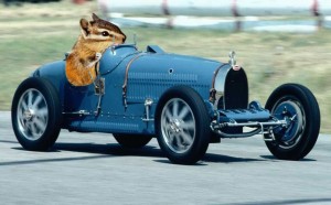 Chipmunk racer