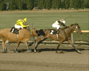 Cow racing