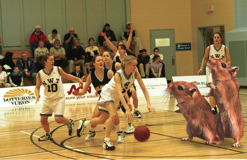 Gerbil basketball