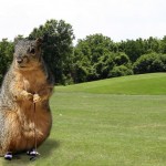 Golf-squirrel