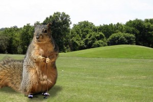 Golf-squirrel