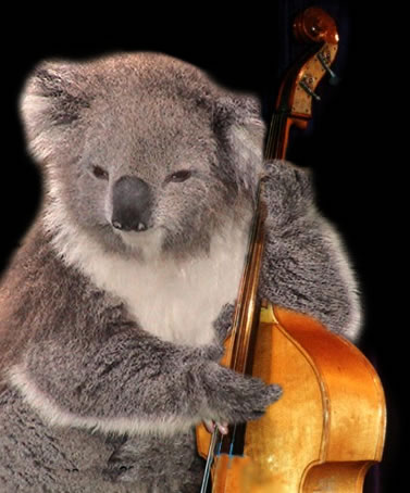 Koala bass