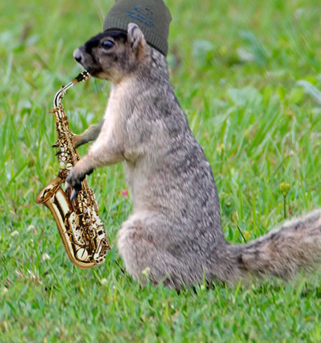 Saxosquirrel