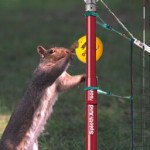 Squirrel volleyball