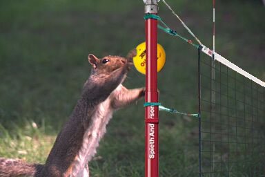 Squirrel volleyball