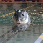 Swimming gerbil