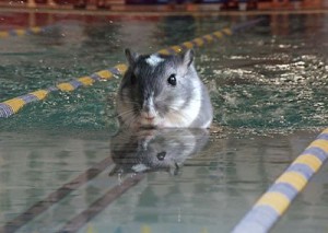 Swimming gerbil