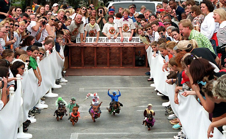 Wiener racing