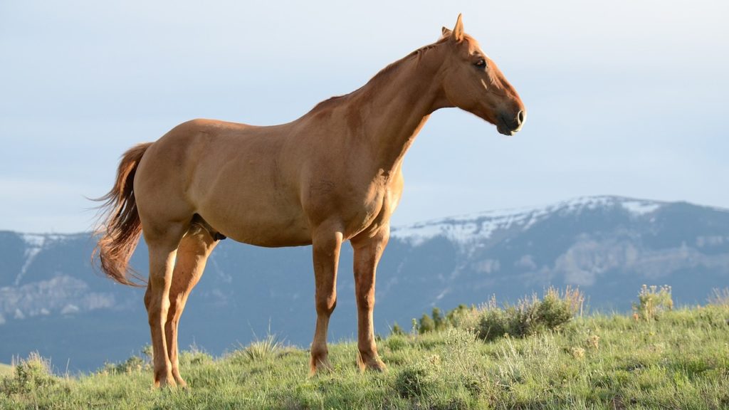 Single horse in a mountain field